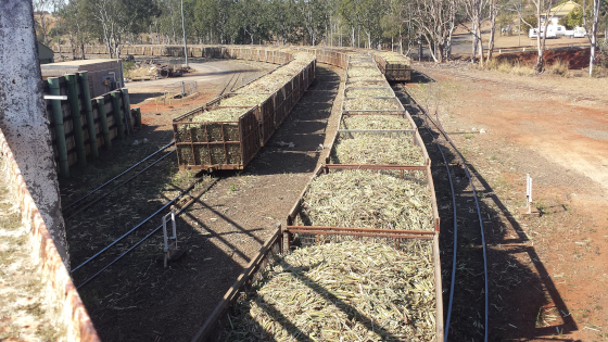 Cane Bins