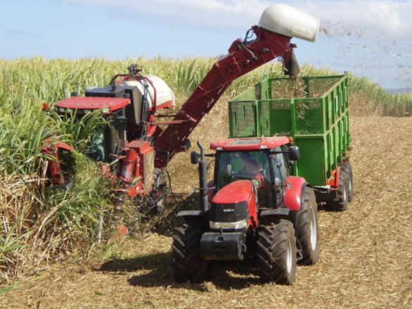 Harvester Cutting Cane