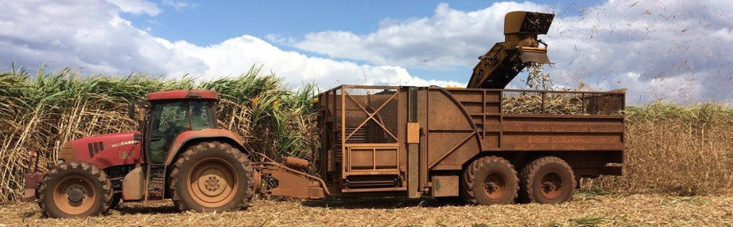 Harvester Cutting Cane