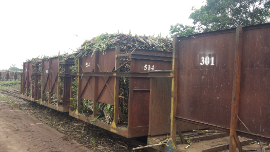 NASU Cane Bins